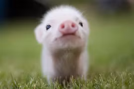 Dự đoán ngày mới 16/12/2019 cho 12 con giáp: Sửu Thìn thuận buồm xuôi gió, Tỵ hao tài