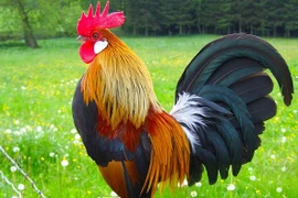 Ngưỡng mộ 3 con giáp giàu sang bất chấp từ Rằm Trung Thu 2021 