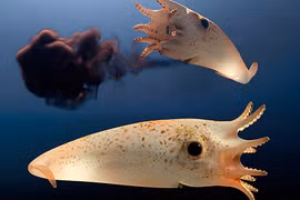 Phát hiện hoá thạch “mực ma cà rồng” ám ảnh khắp các đại dương