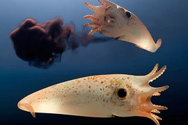 Phát hiện hoá thạch “mực ma cà rồng” ám ảnh khắp các đại dương