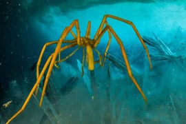 Giải mã: Tại sao sinh vật dưới biển sâu thường có kích thước khổng lồ?