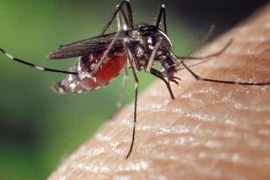 Trồng những loại cây phổ biến sau, muỗi sẽ không dám lại gần