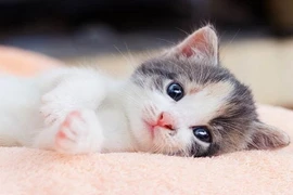 15 ngày tới: Ba con giáp như Rồng cưỡi mây, đụng trúng núi vàng