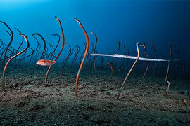 Những bức ảnh động vật hoang dã ấn tượng nhất năm 2022