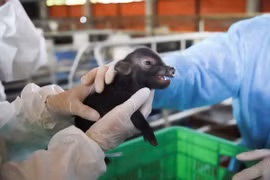 Nhân bản lợn Ỉ Việt Nam: Ăn thịt an toàn hay không?