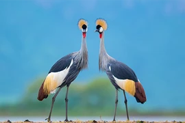 10 bức ảnh động vật hoang dã tuyệt đẹp ở Nam Phi 