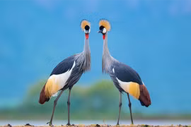 10 bức ảnh động vật hoang dã tuyệt đẹp ở Nam Phi 