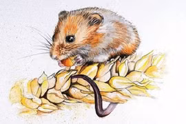 Sang năm 2024: 4 con giáp đổi mệnh phát tài, tiền về như lũ 