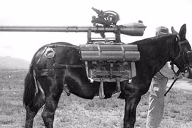 Top 3 động vật trở thành vũ khí quân sự đáng gờm nhất lịch sử 