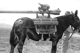 Top 3 động vật trở thành vũ khí quân sự đáng gờm nhất lịch sử 