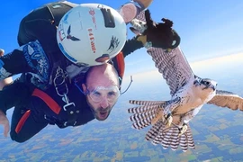 Top loài chim bay nhanh nhất thế giới, chim cắt không phải số 1 