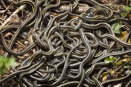 10 cơn mưa kỳ dị nhất hành tinh: Sợ nhất là mưa máu! 