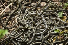 10 cơn mưa kỳ dị nhất hành tinh: Sợ nhất là mưa máu! 