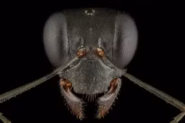 Chùm ảnh gương mặt "quái vật mini" khiến con người mất ăn mất ngủ