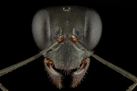 Chùm ảnh gương mặt "quái vật mini" khiến con người mất ăn mất ngủ