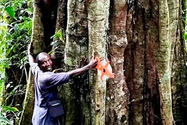 Kinh ngạc loài cây khổng lồ 3.000 năm tuổi, thọ ngang đất trời