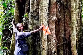 Kinh ngạc loài cây khổng lồ 3.000 năm tuổi, thọ ngang đất trời