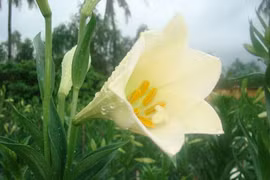 Bật mí về hoa loa kèn tứ quý nở hoa quanh năm