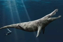 Bất ngờ phát hiện hoá thạch “quái vật biển kỷ Jura” khổng lồ