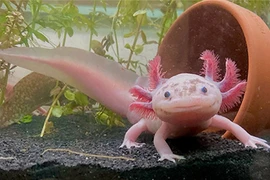 Bất ngờ loài “khủng long” trẻ mãi không già, có thể tái sinh ảo diệu