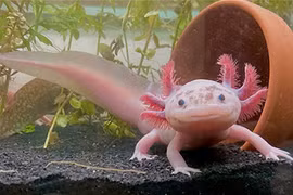 Bất ngờ loài “khủng long” trẻ mãi không già, có thể tái sinh ảo diệu