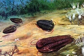 Phát hiện động vật ăn thịt đồng loại đầu tiên thế giới, chuyên gia sốc