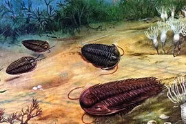 Phát hiện động vật ăn thịt đồng loại đầu tiên thế giới, chuyên gia sốc