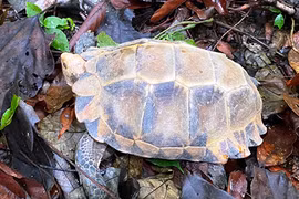 Quảng Bình tiếp nhận 3 cá thể rùa núi viền: Loài quý hiếm! 