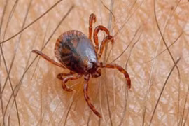 Những loài có khả năng nhịn đói tài tình trong giới động vật