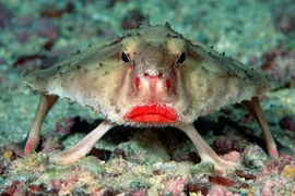 Kỳ thú loài cá có đôi môi đỏ rực, gợi cảm nhất hành tinh 