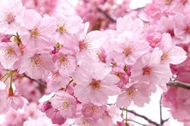 Điều đặc biệt về loài hoa chứng nhân lịch sử ở Nhật Bản