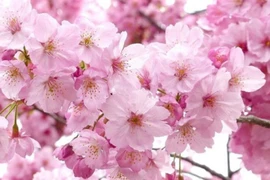 Điều đặc biệt về loài hoa chứng nhân lịch sử ở Nhật Bản