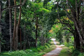 Khám phá 8 khu rừng nguyên sinh nổi tiếng nhất Việt Nam