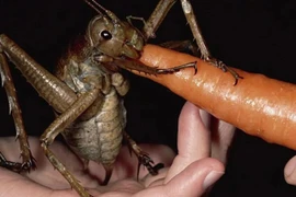 Giật mình 10 loại côn trùng có “gương mặt” đáng sợ nhất hành tinh 