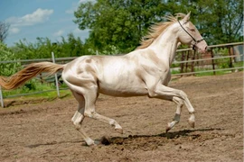 Rằm tháng 6, con giáp quay ngoắt 180 độ, khó khăn tận đáy, nay giàu tới đỉnh