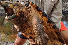 “Quái vật ngoại lai” từng có ở Việt Nam, nay tràn ngập Trung Quốc 