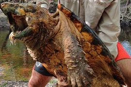 “Quái vật ngoại lai” từng có ở Việt Nam, nay tràn ngập Trung Quốc 