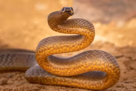 7 loài rắn sát thủ đáng sợ nhất hành tinh, chớ dại đến gần 