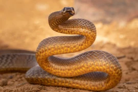 7 loài rắn sát thủ đáng sợ nhất hành tinh, chớ dại đến gần 
