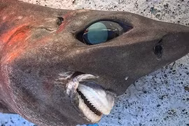 Bắt được cá mập cực dị hình, chuyên gia không ngừng tranh cãi 