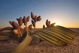 Kì lạ loài cây được ví như “hoá thạch sống”, trông hệt... bạch tuộc