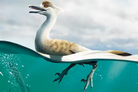 Phát hiện khủng long kỷ Phấn trắng: Trông hệt chim cánh cụt lai ngỗng?