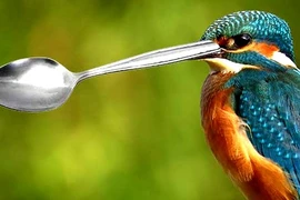 Hé lộ bất ngờ về thế giới tự nhiên, ai nghe cũng ngỡ ngàng 