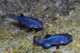 Động đất, lộ ra loài cá “cô độc nhất hành tinh” trong hang động