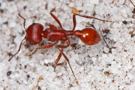 9 loài vật nhỏ nhưng có võ, săn mồi đáng gờm nhất hành tinh 