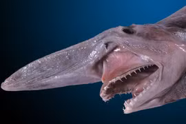 Top 10 loài động vật kỳ lạ, đến nay vẫn còn tồn tại trên Trái Đất