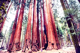 Top loài cây cao nhất thế giới, choáng ngợp số 2 