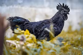 Giải mã giống gà kỳ lạ nhất hành tinh: Đen từ xương tới nội tạng