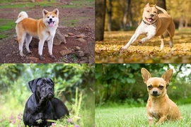 Điểm danh những giống chó hung dữ thế giới