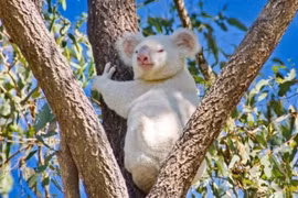 10 động vật bạch tạng đẹp đến nao lòng, ai nhìn cũng mê mẩn 